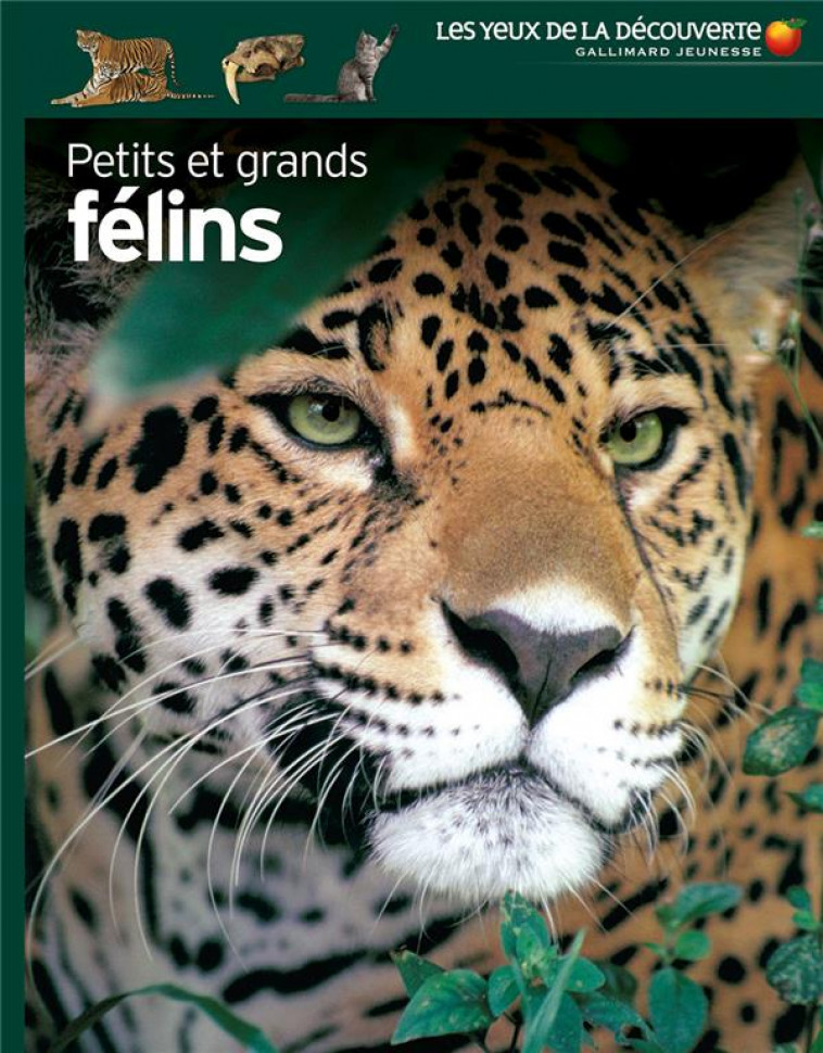 PETITS ET GRANDS FELINS - CLUTTON-BROCK, JULIET - GALLIMARD